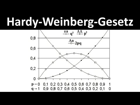 Hardy-Weinberg law / equilibrium [calculation of allele frequencies and genotype frequencies]