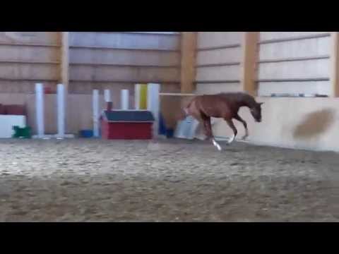 1 year stallion Untouchable-  Cassini II