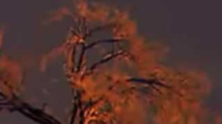 Sarah Blasko- An Arrow