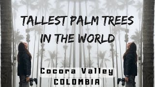 TALLEST Palm Trees in the WORLD - Colombia Travel Vlog Ep 6 - Cocora Valley / Salento / Armenia