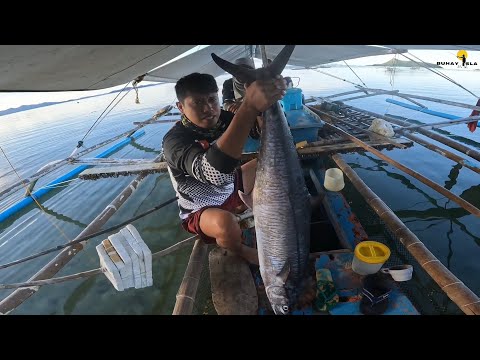 Ito ang aming madaling paraan sa panghuhuli ng TANIGUE | nonstop ang kain ng pamain