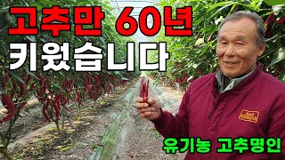 고추만 60년 재배!! 고추 명인의 토종고추 재배 노하우!! ㅣ 유기농 고추 재배 노하우 ㅣ 고추 재배방법