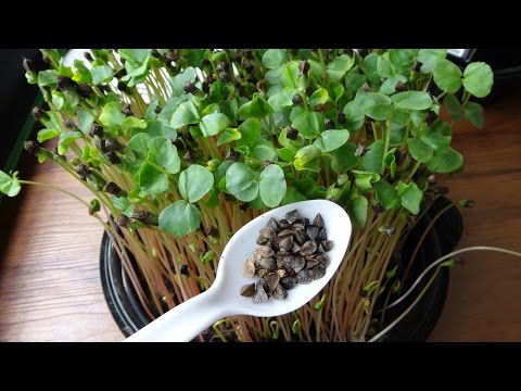 How to Grow Buckwheat Microgreens - Cheap Easy Method Video