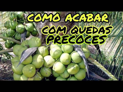 COCONUT TREE DROP ITS FRUITS? LEARN HOW TO SOLVE THIS PROBLEM