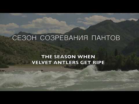 Трейлер