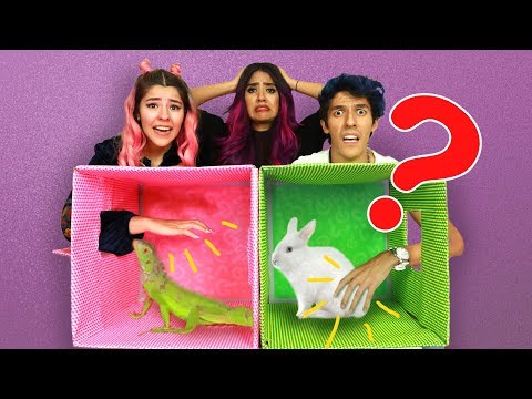 WHAT IS IN THE BOX? | POLINESIO CHALLENGE |  LOS POLINESIOS
