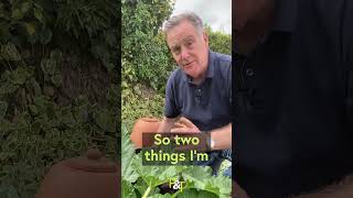 Rhubarb Feed and Water in the Veggie Patch - Top Gardening Tip  - Pots &amp; Trowels