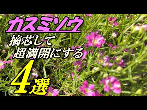 カスミソウの乾燥: 最良の結果を得る方法 植物