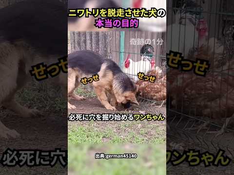 ニワトリを脱出させた犬の本当の目的#犬 #犬動画 #犬のいる暮らし