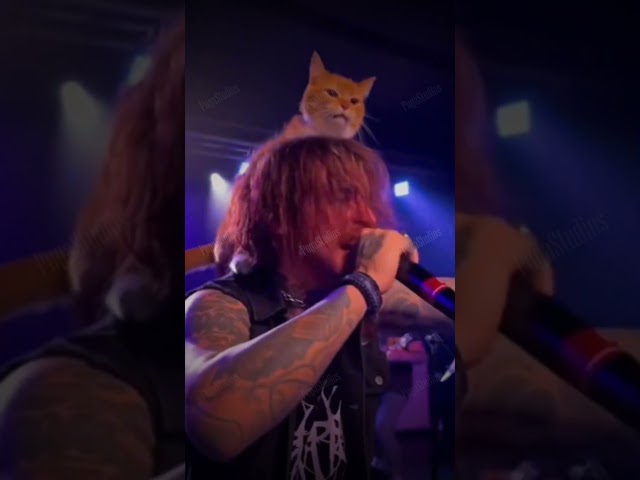 Vídeo relacionado con Heavy Metal Gato Baterista Batería Tambores Drummer Cat Camiseta, Hombre, Negro, M