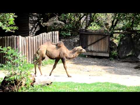 Ťava dvojhrbá (Camelus bactrianus) — video o chove a starostlivosti