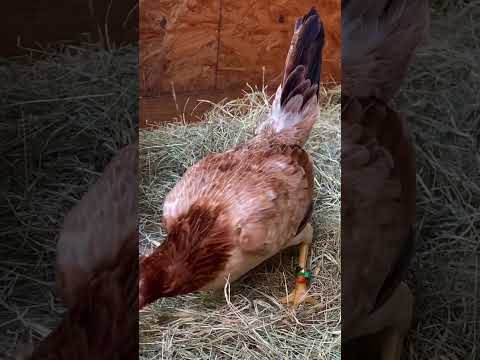 Dink fair Sweater 5k