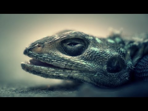 LE YOV - Laterite Blues FT KAYSEE MONTEJANO et PEPE OLEKA