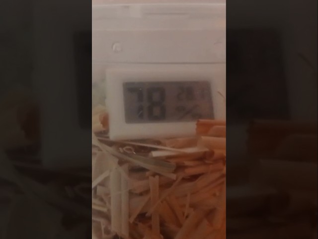 Vídeo relacionado con MUYIRTED Criadora De Pollitos, Incubadora Visual Calentadores, 4 Lámpara de Calor 50W, Comederos Y Bebederos Automáticos, Caja De Cría Para Aves, Pájaros, Reptiles, Codornices, Cachorros Y Gatos