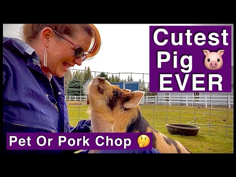 Why Choose KuneKune?? Pet Mini, Tea Cup, Micro Pig VS...