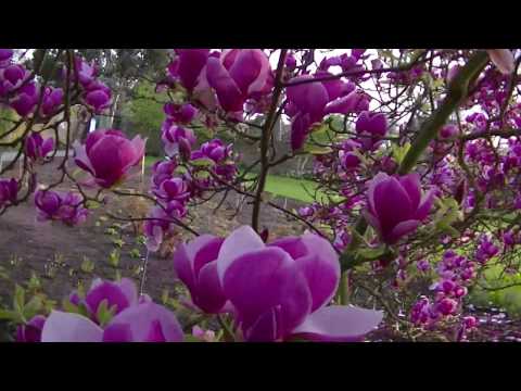 download lagu mp3 mp4 Magnolia London, download lagu Magnolia London gratis, unduh video klip Magnolia London