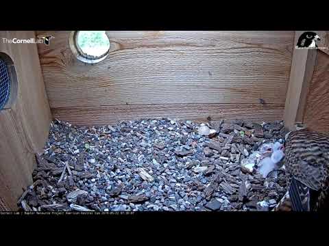 Four Kestrel Chicks Hatch! | Wisconsin Kestrel Cam – May 22, 2019