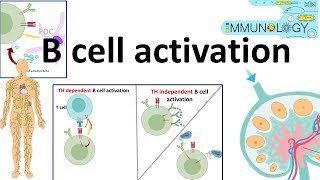 B cell activation