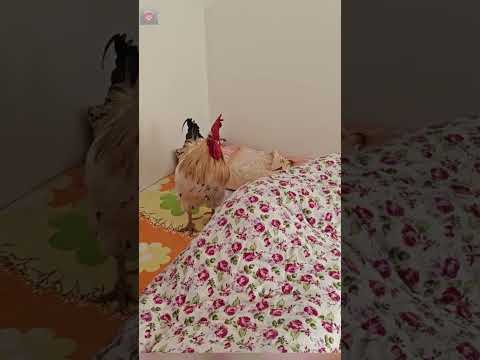 This big rooster comes to wake up its owner on time every morning#rooster