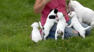 preview picture of video 'Jack Russell Terrier blandingskull født 22. juni 2009'