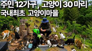 주민 30%가 고양이 밥 주는 고양이 마을 만든 집사