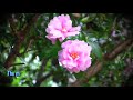 The Rose Of Tralee(트롤리의 장미) - Phil Coulter(연주)(영어, 한글자막 English & Korean captions)