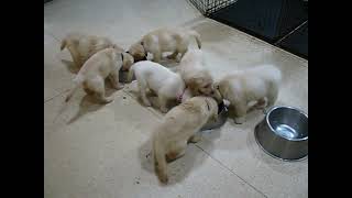 Video preview image #1 Golden Retriever Puppy For Sale in Enfield, CT, USA