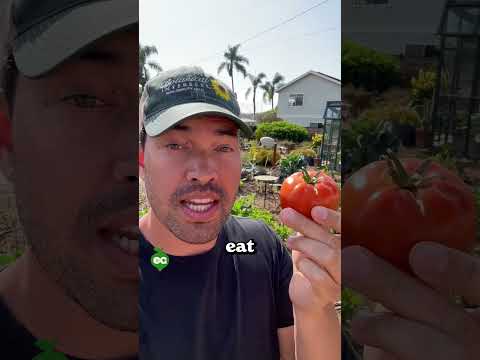Don't vine-ripen your tomatoes...