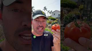 Download lagu Don't vine-ripen your tomatoes... mp3