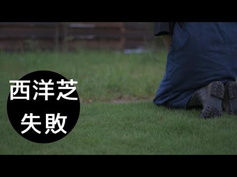 ローラーを使わずに草を蒔く 新しい芝生の補充方法 かき集め方