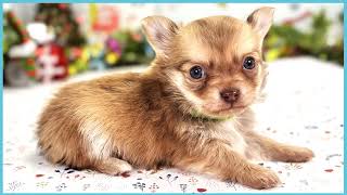 ペットショップCOO&RIKU No00703804(チワワ（ロングコート）)