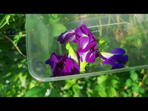 Snake Grass mix organic tea