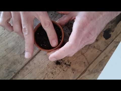 Anzucht von meskalinhaltigen San Pedro / Trichocereus Kakteen