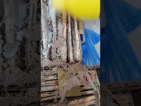 DỊCH VỤ DIỆT MỐI TẬN GỐC TẠI HÓC MÔN