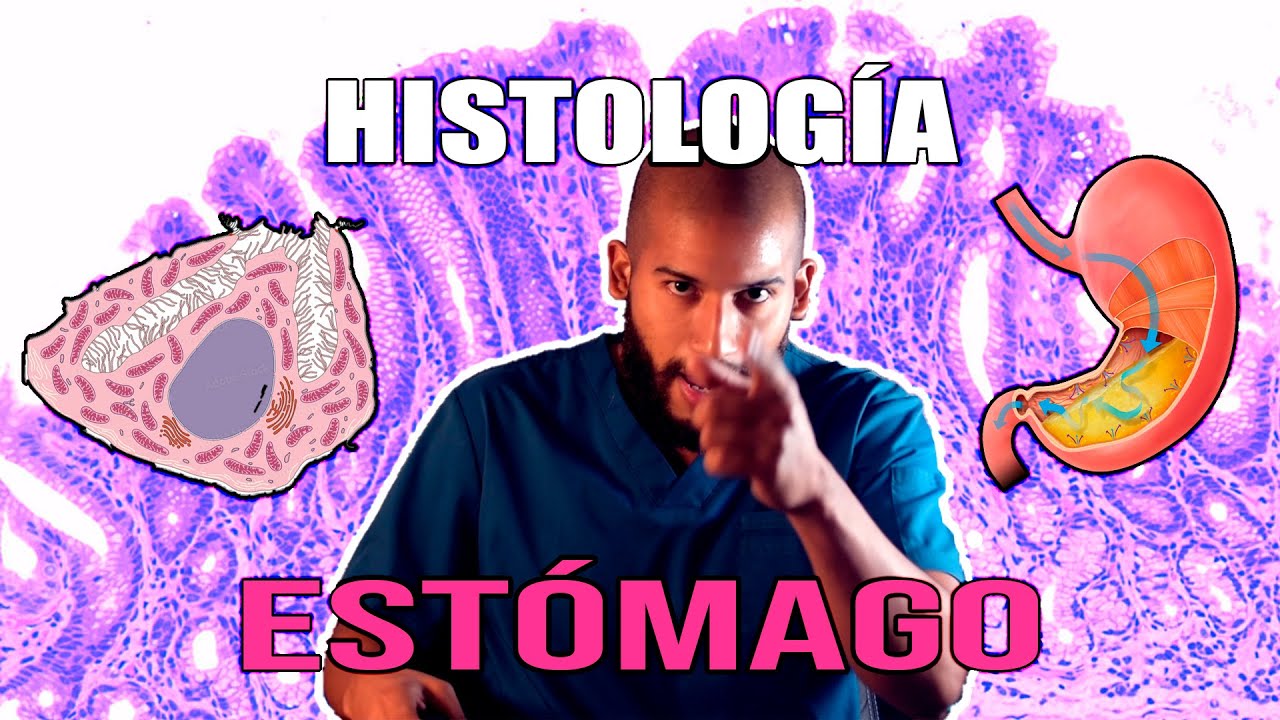 Histología - Estómago (Jugo Gástrico, Células, Mucosa y DEMÁS)