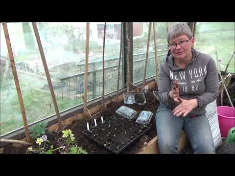 Omplantering av kål och prat i växthuset