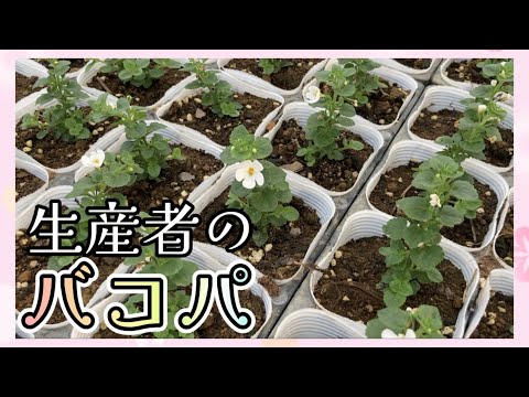 バルコニー バコパ、ステラ コルダータ