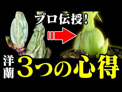 園芸 育てやすい蘭