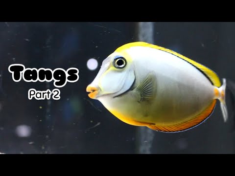 Tangs: Tank Requirements & More | Tank Tips