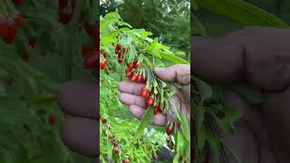 Container Grown Goji Berries Superfood #Shorts