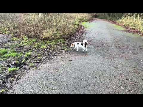 Manchester Blackley-Boggart Hole Clough walk a round the park on a sunny morning 