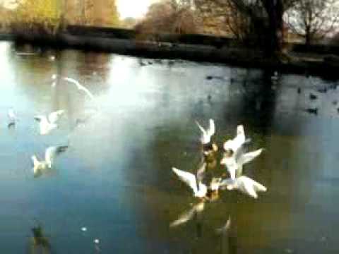 Sliding Birds - on Icy Water - Forty hall park