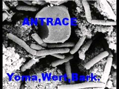 YOMA x WERT x BARK - ANTRACE