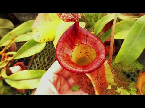 Exotica Plants Lowland tour 9/19!