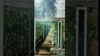 Download lagu Batam Vanilla: Vanilla Planifolia Farm mp3 Download lagu Batam Vanilla: Vanilla Planifolia Farm mp3