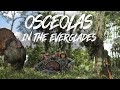 Beau Hunting South Florida Opener The Best Osceolla Hunting I Have Ever Seen