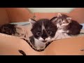 Kittens So Happy Live In Box Inside Building