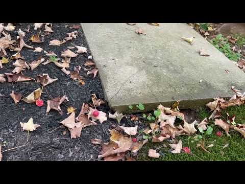Treating an In-Ground Yellow Jackets Nest in...