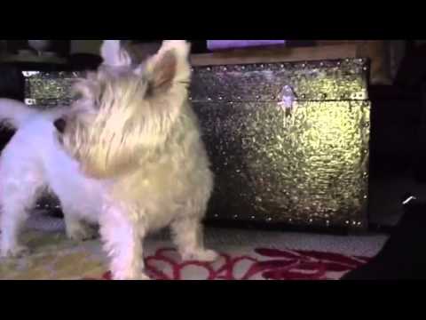 download lagu mp3 mp4 West Highland Terrier Doormat, download lagu West Highland Terrier Doormat gratis, unduh video klip West Highland Terrier Doormat
