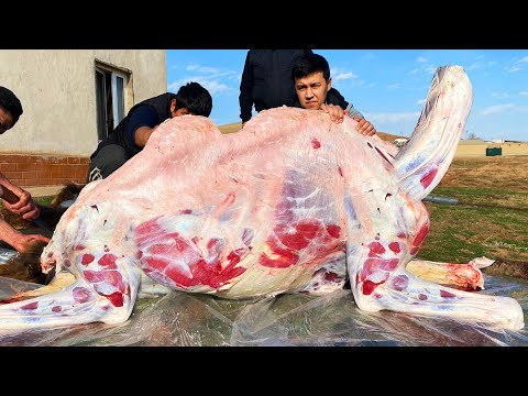 Cutting 500 kg Camel | Camel Meat Dish | Dymlyama and Kebab from Camel meat